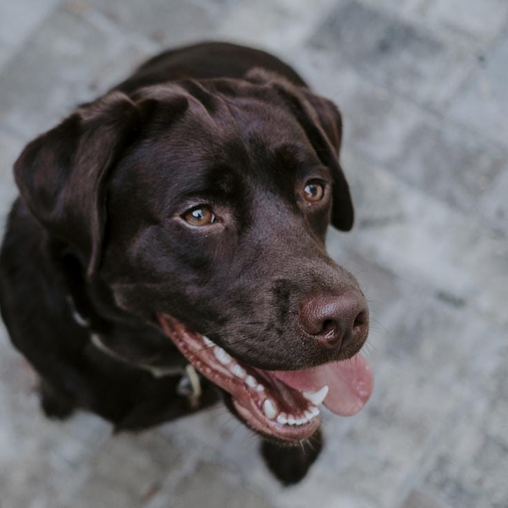 Portrait of Priya Kapoor, group coordinator and fusion cooking expert